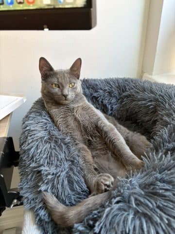 Cobble lounging on their back in a fluffy grey cat bed