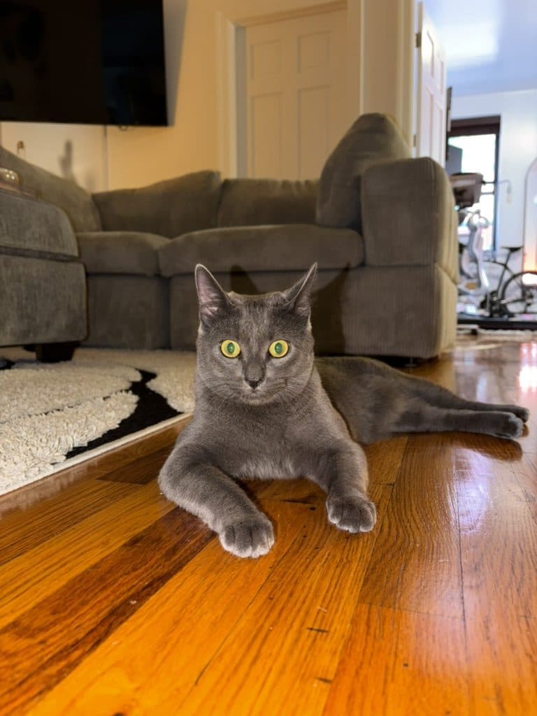 The original phone photo: Cobble lying on a wooden floor in a living room